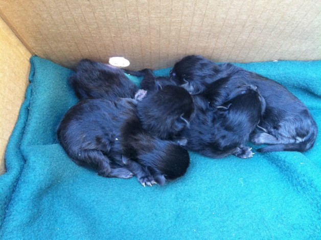 4 wee black souls left in the dumpster.