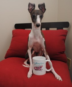 Antonio the Italian Greyhound Ear poppin' excitement! Look what came in the mail today! Did you get yours????