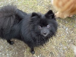 Barry says hello Rosie! You`re looking so much more better! ~From Barry, the Pom rescud from a Dog hoarder at 4 months old.~