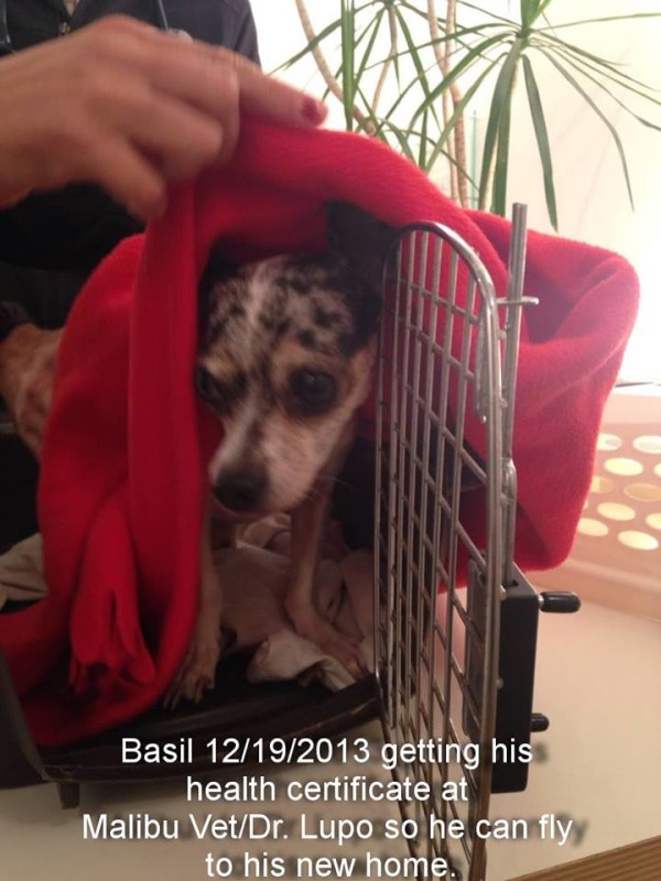 Basil gets his health certificate