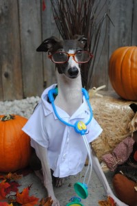 Dr. Antonio the Italian Greyhound says: he wishes he could visit Rosie and help her get well. We love you, Rosie!