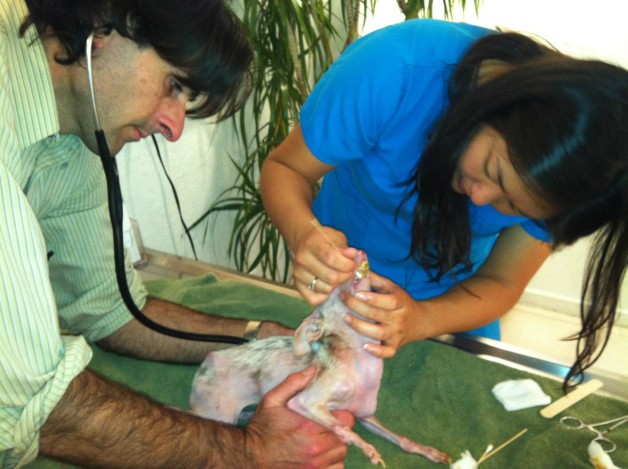 Dr. Lupo examining Rosie