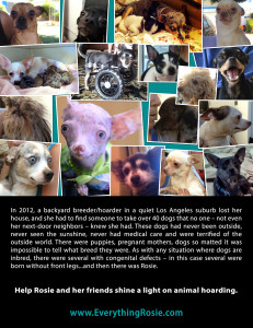 Everything Rosie -Shine a light on Animal Hoarding