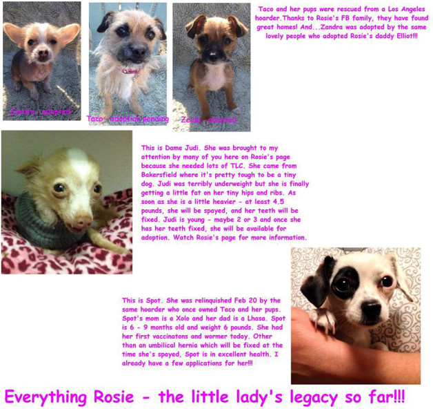 Everything Rosie - the little lady's legacy so far