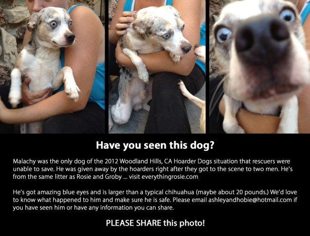 Help find Woodland Hills Hoarder Dog