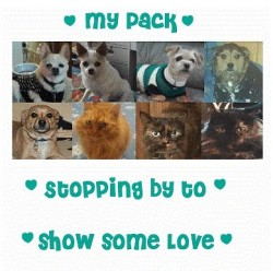 My Pack