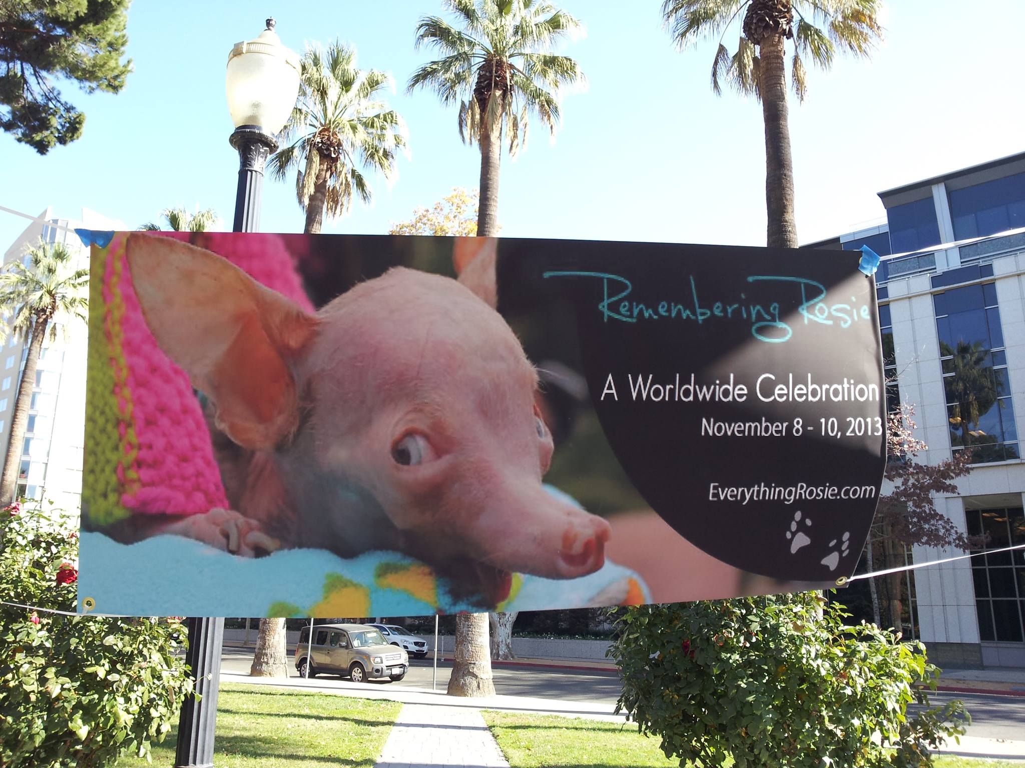 Remember Rosie at World Peace Rose Garden - Sacramento CA