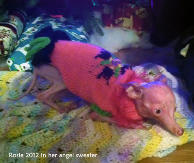 Rosie 2012 in her angel sweater