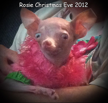 Rosie Christmas Eve 2012