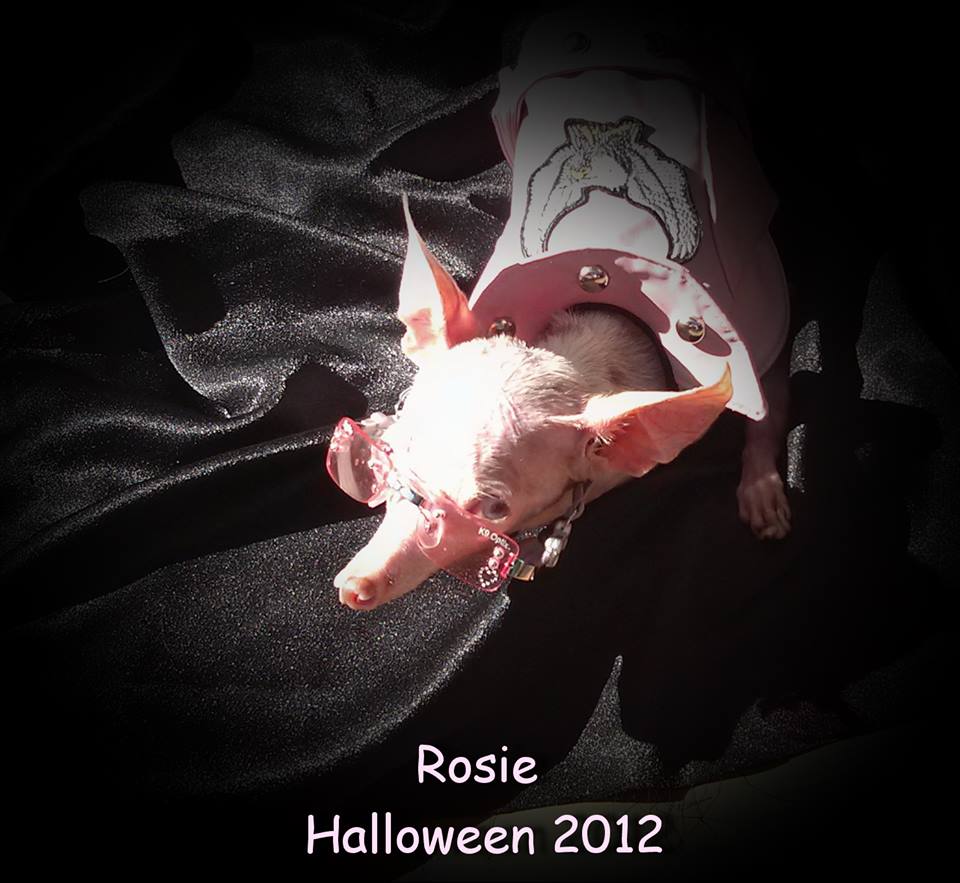 Rosie Halloween 2012