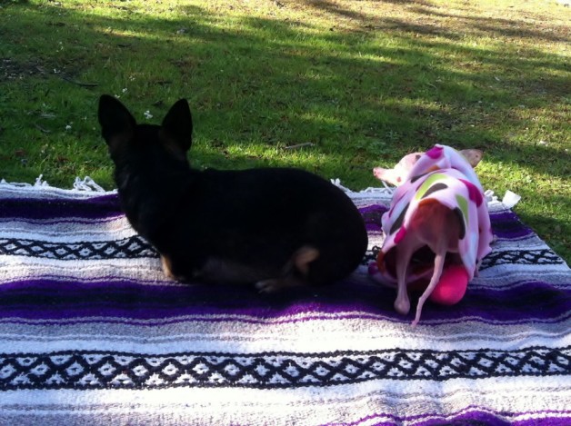 Rosie is just like any other dog...despite her unusual body shape, she is all dog! She loves just hanging out and watching the world go by! Look at that cute little tush! 