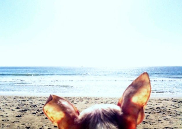 She loves looking at the ocean. She particularly enjoys surfers...didn't get any in this shot though!