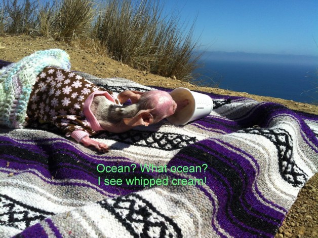 Yum is all she thinks. And don't worry, she is not allowed to eat that whole cup, she just gets a taste!