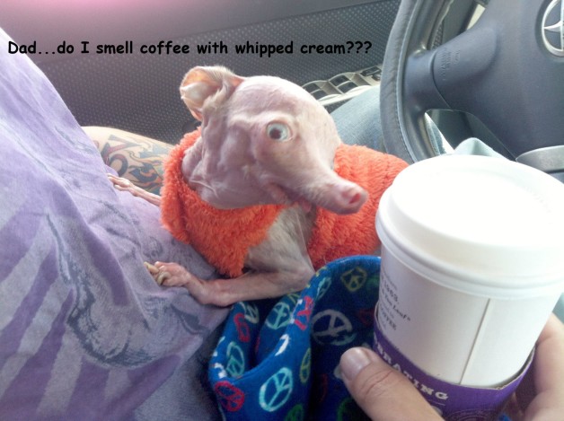 Rosie loves coffee 06-09-13