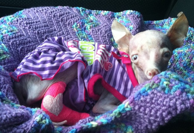 Just relaxing after her bandage change. We parked the car at the beach and watched the crowd from the tailgate!