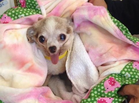 Scrat comes home from surgery