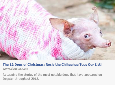 The 12 Dogs of Christmas: Rosie the Chihuahua Tops Our List - Dogster