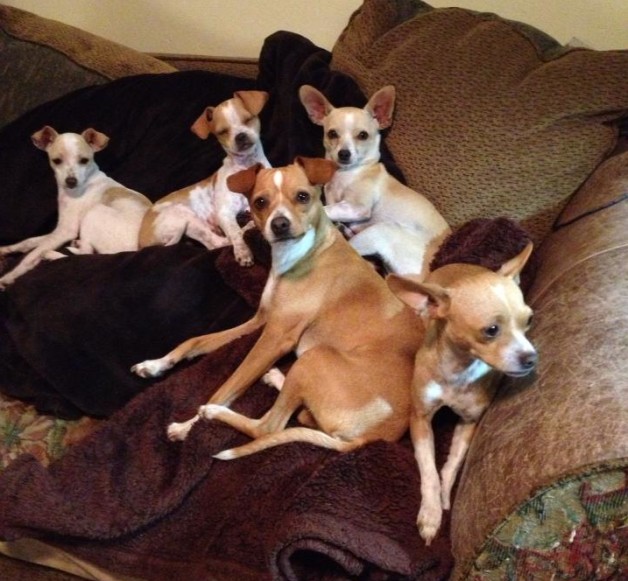 Yucaipa Chihuahuas need Loving Homes