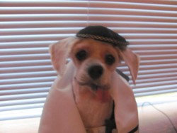 rabbi otis