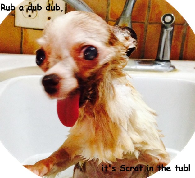 rub a dub dub, Srat in the tub