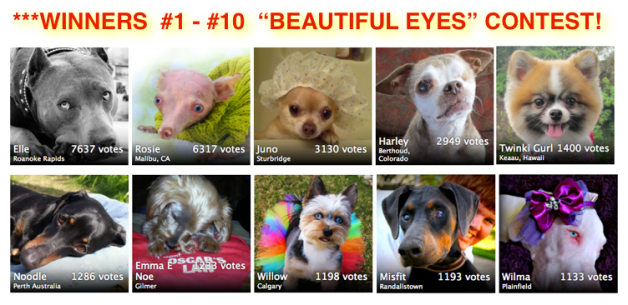 winner of 2013 American Dog Magazine beautiful eyes contest