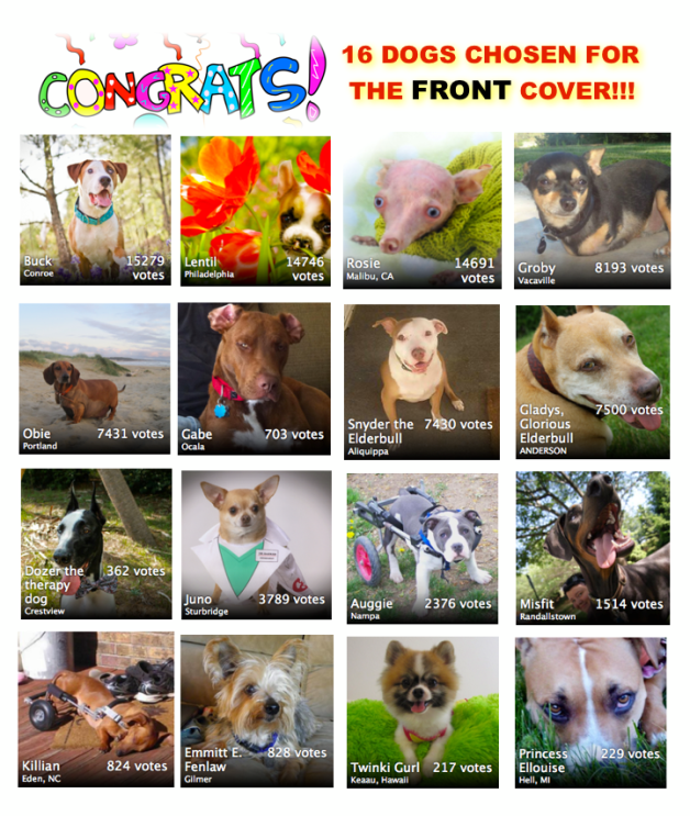 winners of 2013 American Dog Magazine cover contest